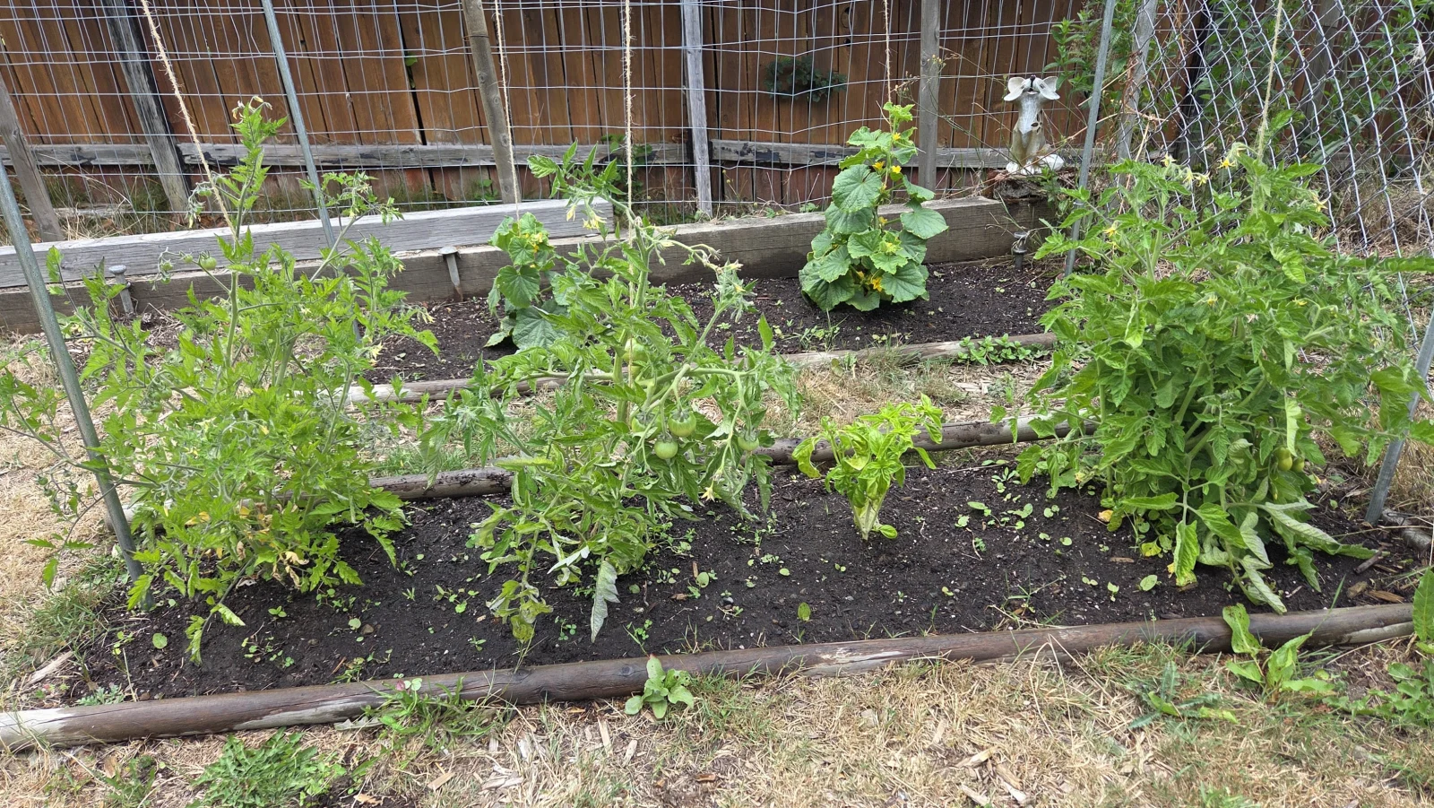 Bed 4 tomatoes and basil - July 13, 2026