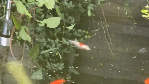 Pond Update