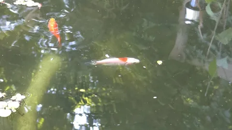 Pond Update
