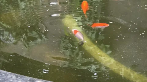 Pond Update
