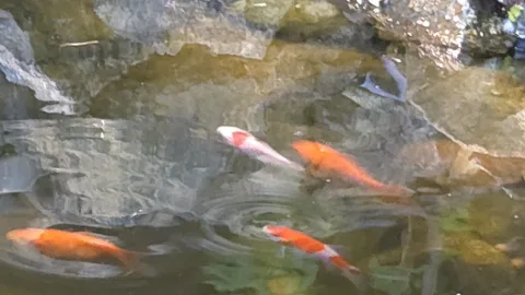 Pond Update