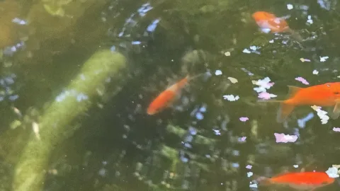 Pond Update