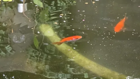 Pond Update