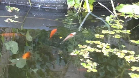 Pond Update